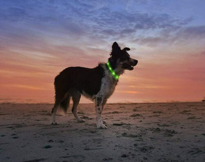 Anicoll LED Leuchthalsband Hunde Halsband - blau USB Wiederaufladbar - Längen...